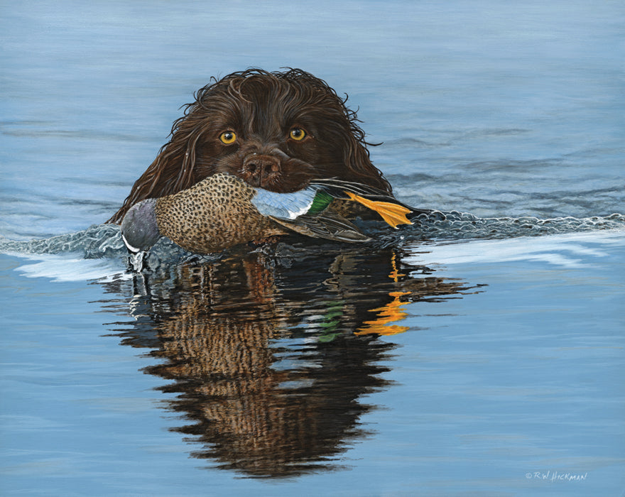 Waterfowl Hunting Boykin Spaniel Retrieving Ducks Hunting Water